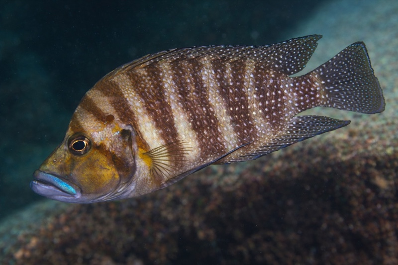 Altolamprologus compressiceps 'Mtosi'